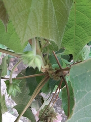 Dombeya × cayeuxii