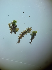 Zygodon viridissimus