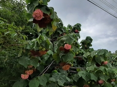Dombeya × cayeuxii