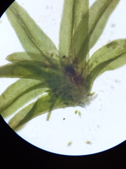 Zygodon viridissimus