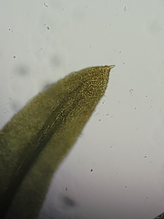 Zygodon viridissimus