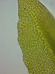 Zygodon viridissimus