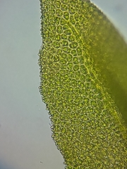 Zygodon viridissimus