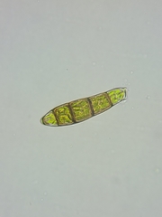 Zygodon viridissimus