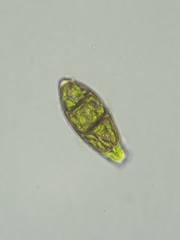 Zygodon viridissimus