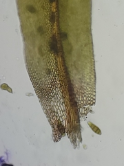 Zygodon viridissimus