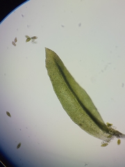 Zygodon viridissimus