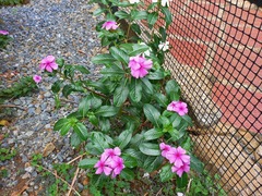 Catharanthus roseus