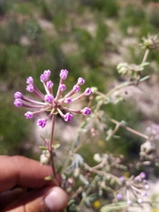 Abronia nealleyi