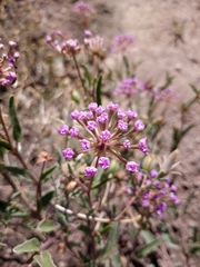 Abronia nealleyi