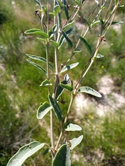 Abronia nealleyi