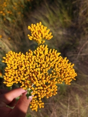 Flaveria chlorifolia