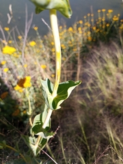 Flaveria chlorifolia