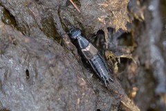 Philonthus splendens