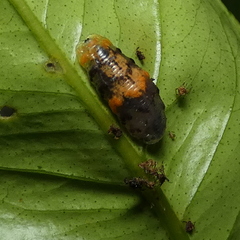 Ocyptamus gastrostactus