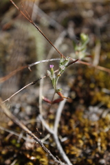 Microsteris gracilis