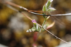 Microsteris gracilis