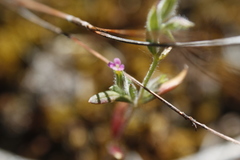 Microsteris gracilis