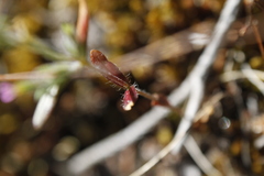 Microsteris gracilis