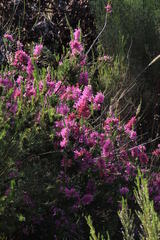 Erica verticillata