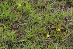 Cyperus sphaerocephalus