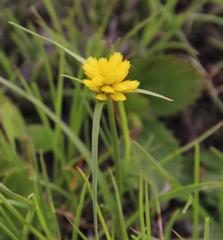 Cyperus sphaerocephalus