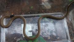 Aparallactus capensis capensis