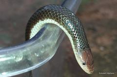 Atractaspis bibronii