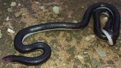 Atractaspis bibronii