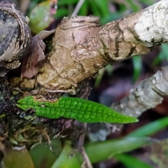 Microgramma lycopodioides