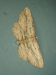 Glena plumosaria