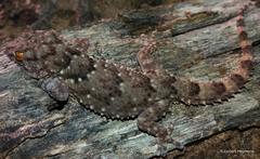 Chondrodactylus turneri