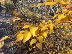 Betula ermanii