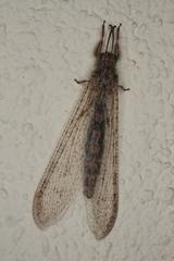 Centroclisis maligna