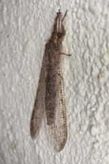 Centroclisis maligna