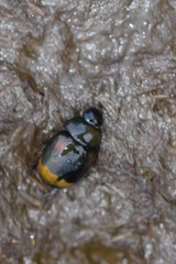 Sphaeridium scarabaeoides