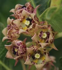 Pachycarpus dealbatus