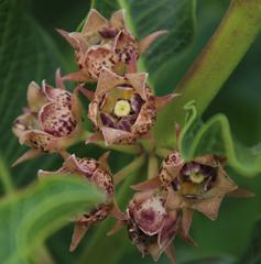 Pachycarpus dealbatus