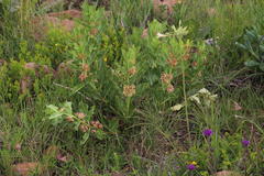 Pachycarpus dealbatus