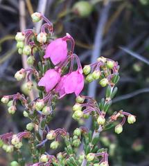 Erica umbelliflora