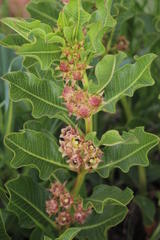 Pachycarpus dealbatus