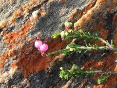 Erica umbelliflora