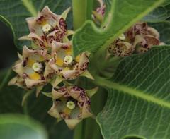 Pachycarpus dealbatus