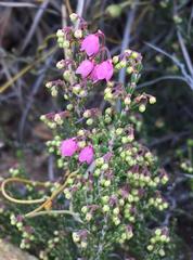 Erica umbelliflora