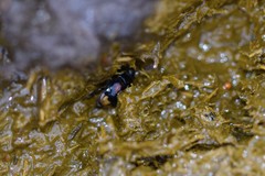 Sphaeridium scarabaeoides