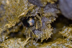 Sphaeridium scarabaeoides