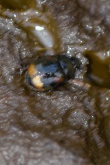 Sphaeridium scarabaeoides