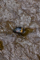 Sphaeridium scarabaeoides