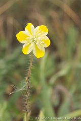Platystemon californicus