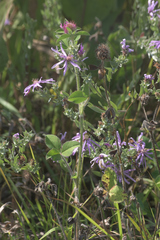 Symphyotrichum sericeum